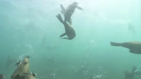 VV2006 Selfie Seal Attack! 库存影片 129405134