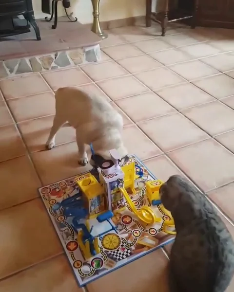 VV2014 When Pug and Cat play board games Stock-Footage 129399179