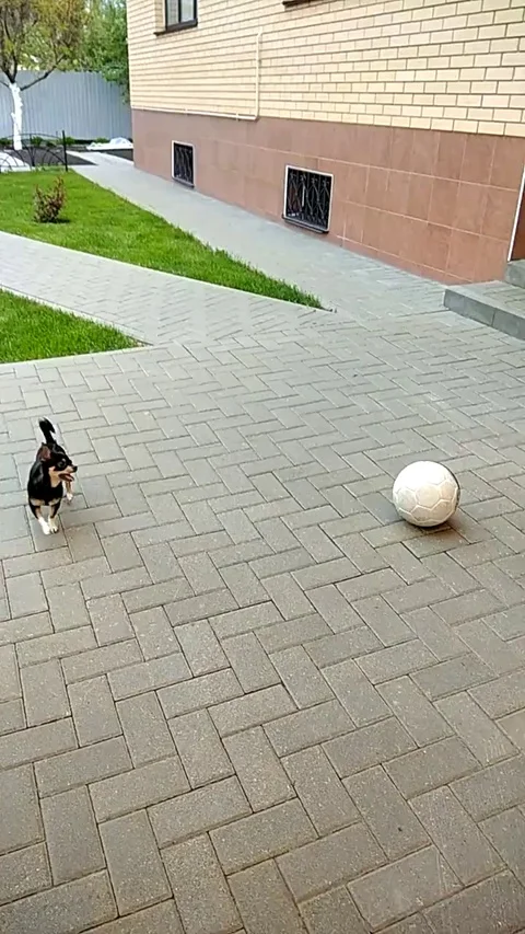 VV2015 Kick about with a pup Stock Footage 129453586