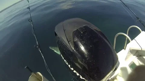 VV213  White Pointer Shark bites boat in Adelaide! Vidéo 129458012