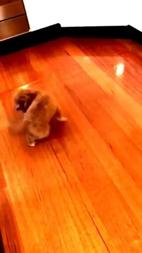 VV2131 Cavoodle chasing his tail Stock-Footage 129461135