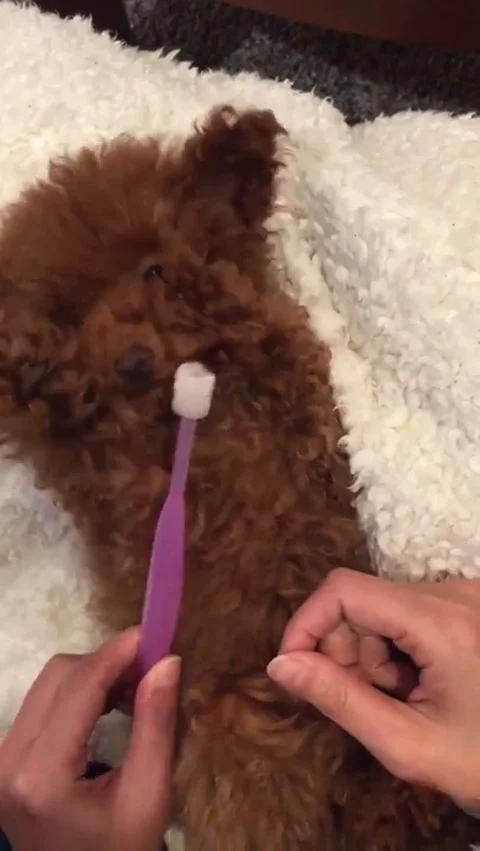 VV2140 Poodle brushing her teeth Vidéo 129453537