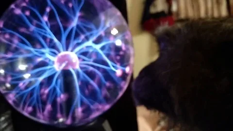 VV2175 Shocking monkey footage Stock-Footage 129457224