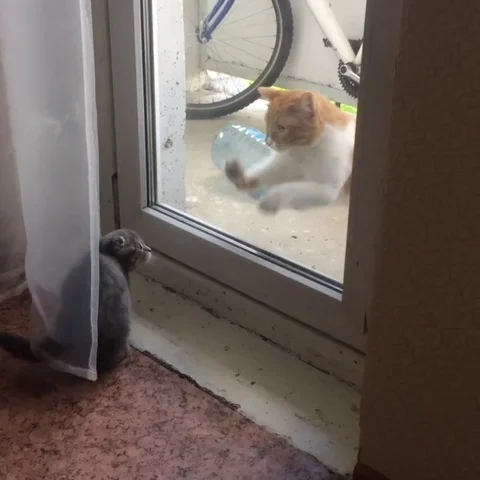 VV2194 Cat scares kitten at back door Stock-Footage 129458282