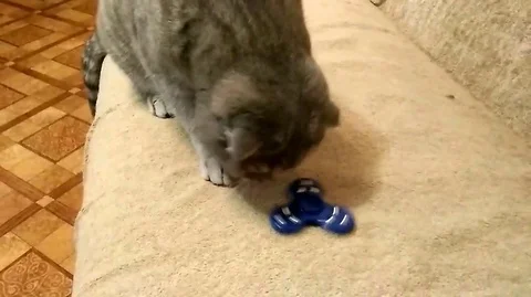 VV2196 Cat v fidget spinner Stock-Footage 129462778