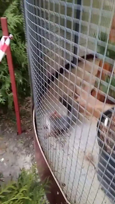 VV2200 Squirrel going crazy Stock-Footage 129462020