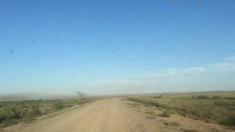 VV2210 Attack of the Locust Stock-Footage 129828581