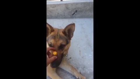 VV2222 German Shepherd shows some balancing skills Stock-Footage 129454865