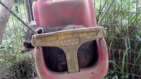 VV2235 Raccoon needs a push Stock-Footage 129453715