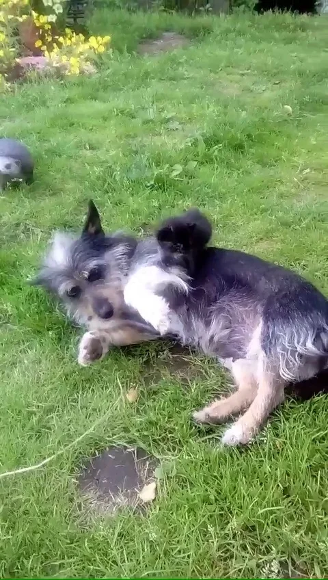 VV2255 Kitten and dog get acquainted Stock Footage 129458059
