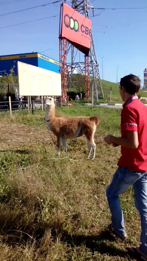 VV2263 Never tease a Lama Stock-Footage 129459140