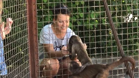 VV2267 Curious monkeys intrigued by mirror Vidéo 129453869