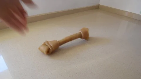 VV2273 Unique way of exercising your dog 스톡 동영상 129402600