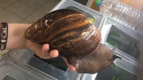 VV2274 Probably the biggest snail in the world 库存影片 129455147