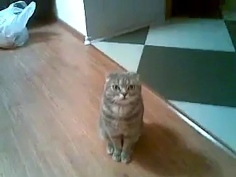 VV2316 Take a bow cat Vidéo 129459454