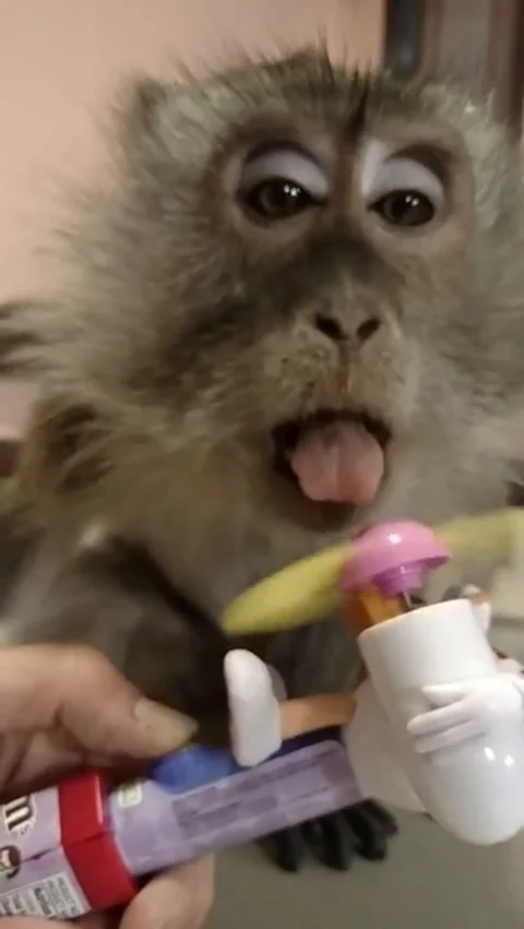 VV2319 Monkey stops foam fan with tongue Stock-Footage 129458861