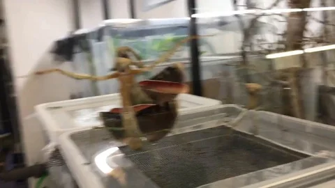 VV2340 Mantis dance Stock-Footage 129459320