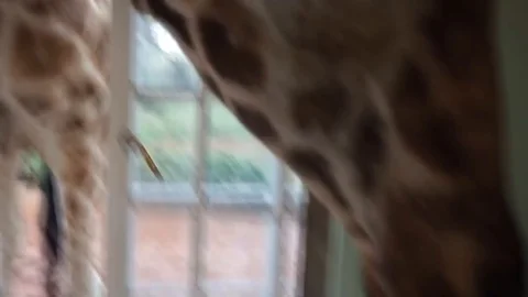 VV2345 Breakfast at the Giraffe Manor Stock-Footage 129458356