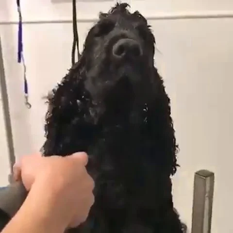 VV2349 Cocker Spaniel having a blow dry Stock-Footage 129398657