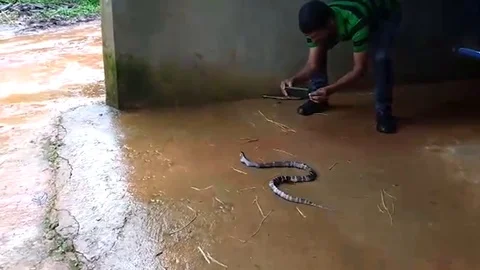 VV2360 Snake vomits another snake Stock-Footage 129454944