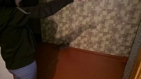 VV2381 Cat baffled by shadow Stock-Footage 129455240