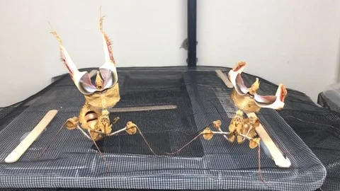 VV2448 Beautiful Devil Mantis Stock-Footage 129460424