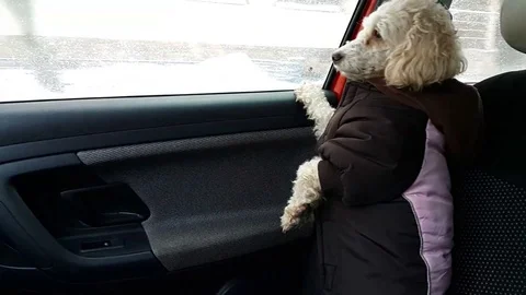 VV2468 Cute poodle wraps up on cold drive Stock-Footage 129461883