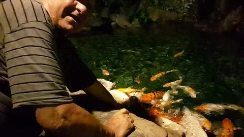 VV2479 Hungry fish need fed Stock-Footage 129408024