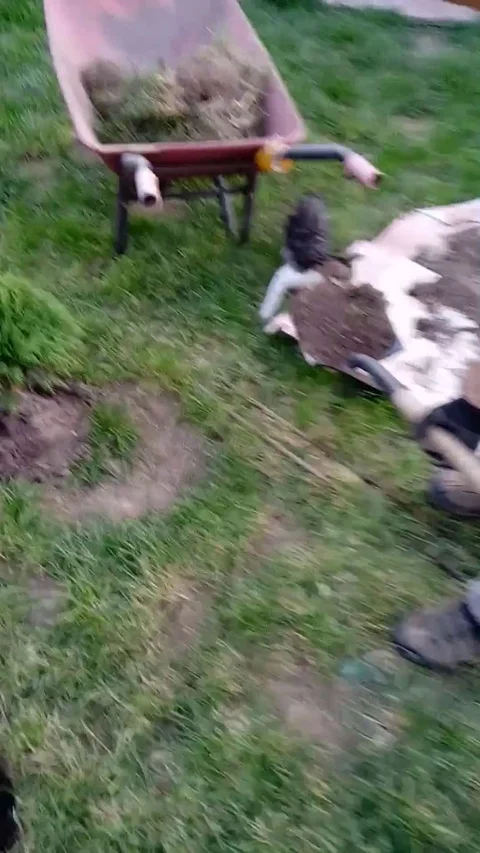 VV2481 Kitty helps dig a whole Vidéo 129462137