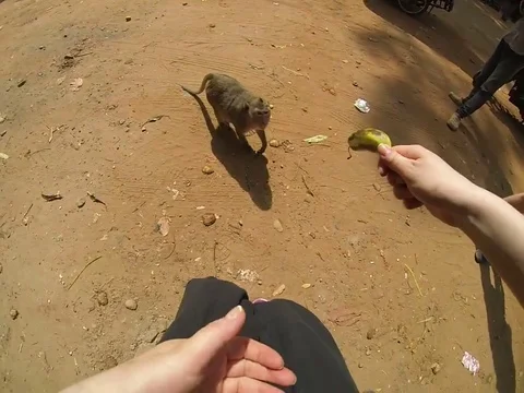 VV252 Cheeky Monkey Stock Footage 129408567