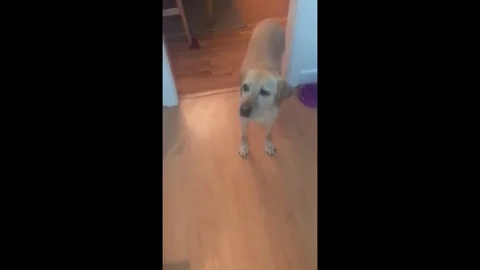 VV2538 Dog does household tasks for his owner Vídeo Stock 129453659