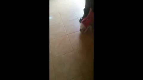 VV2547 Jack Russell doesnt like new coat Stockbeeldmateriaal 129459069