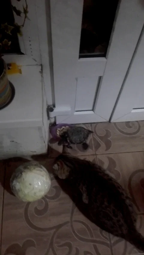 VV2549 Turtle and Cat fight over bone Stock Footage 129840678