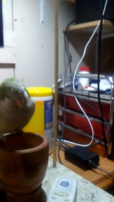 VV2557 Grump parrot throws keys back at owner Stock-Footage 129454011