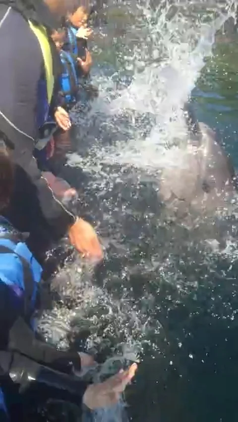 VV2558 Dolphin shows how it can drum down on water Vidéo 129454449