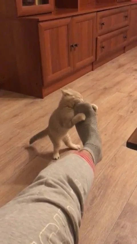 VV2560 Footloose kitten Stock-Footage 129456183