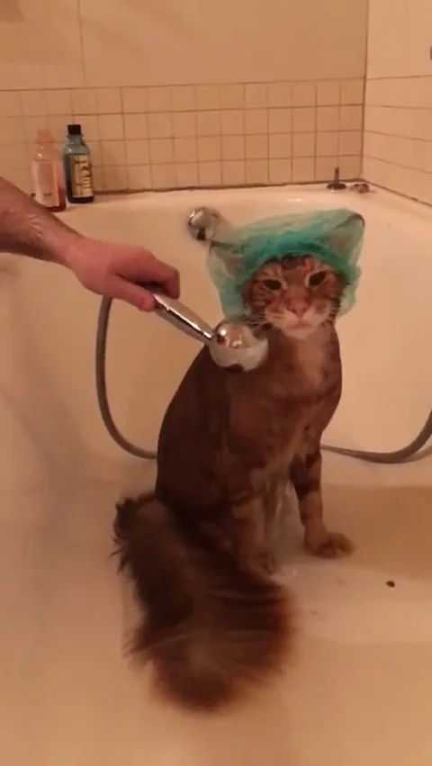 VV2562 Just a cute cat bathing Stock-Footage 129455651