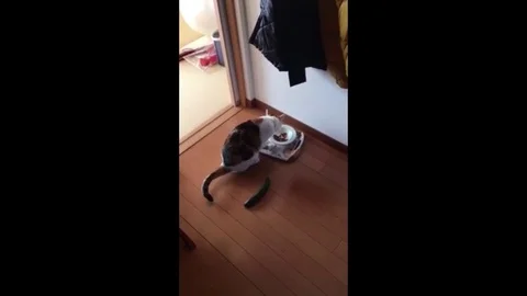 VV2567 Cat is afraid of cucumber Vidéo 129460975