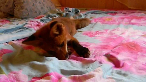 VV2588 Cheeky fox bouncing up and down Stock-Footage 129454862