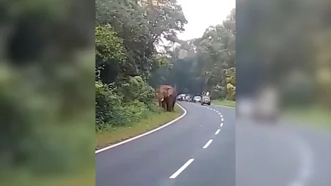 VV2603 Elephant Kills Security Guard On National Highway 库存影片 129454542