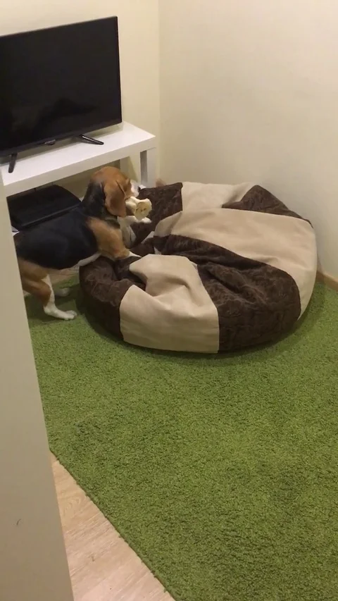 VV2612 Dog buries bone in bean bag Vidéo 129402390