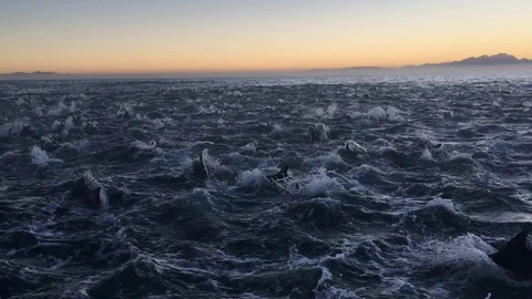 VV2619 Pod of 2000 dolphins caught on camera Stock-Footage 129461391