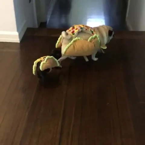 VV2625 Pug tacos Stock Footage 129456983