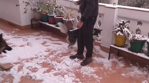 VV2644 Dog slips into owner causing him to fall Stock-Footage 129460951