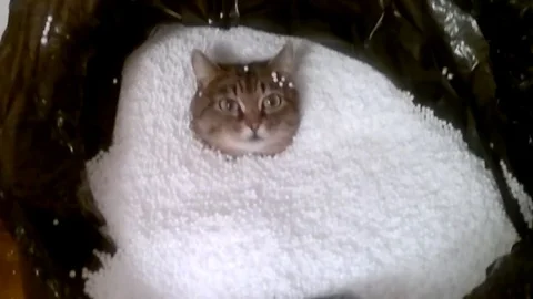 VV2658 Cat in bag off polystyrene Stock-Footage 129458075