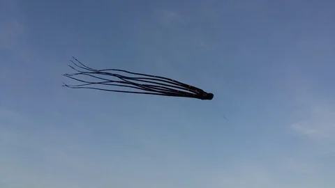 VV2671 Giant cuttlefish in the sky Stock-Footage 129456185