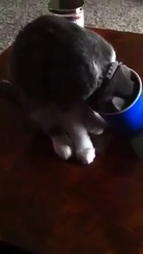 VV268 Cat in a cup! Stock-Footage 129461778