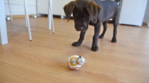 VV2688 BB-8 vs Labrador - Before &amp; After! Stock-Footage 129461956