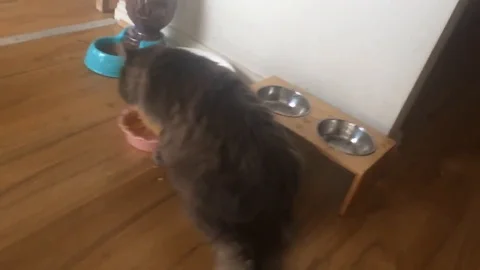 VV2699 Corn on the Cat Stock-Footage 129454754