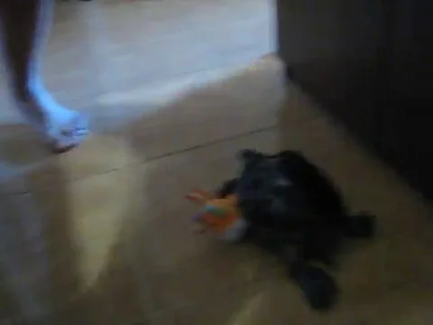 VV2702 Turtle loves her cuddly toy Stock Footage 129456872